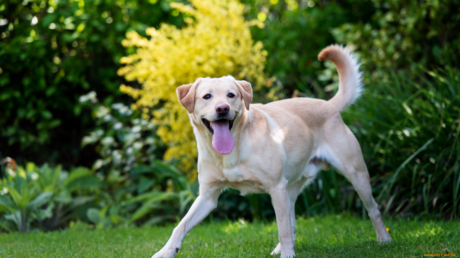 животные, собаки, labrador, retriever, лабрадор, ретривер