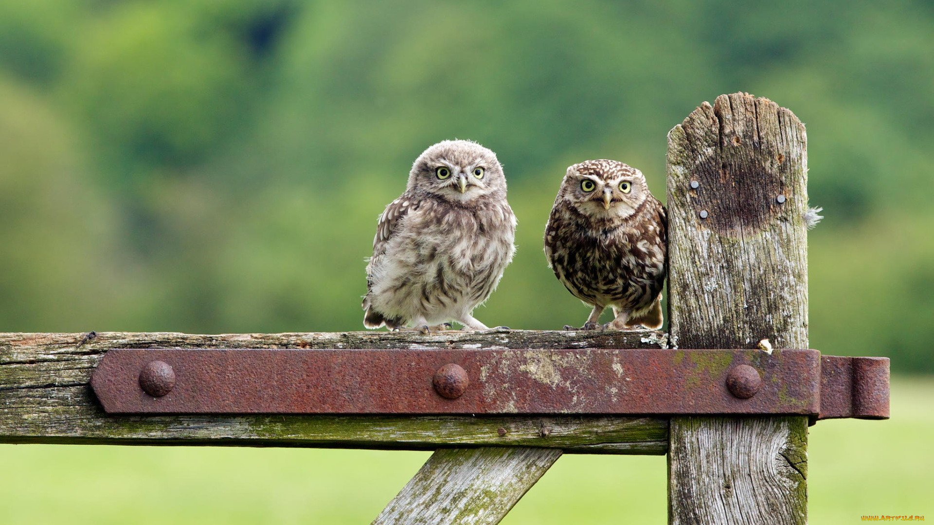животные, совы, птицы, природа