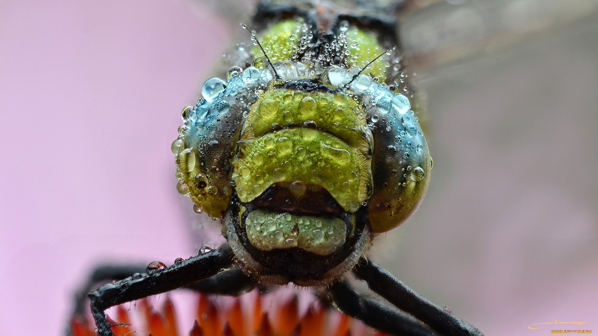 животные, стрекозы, макро, зелёный, фон, утро, насекомое, роса, капли, стрекоза