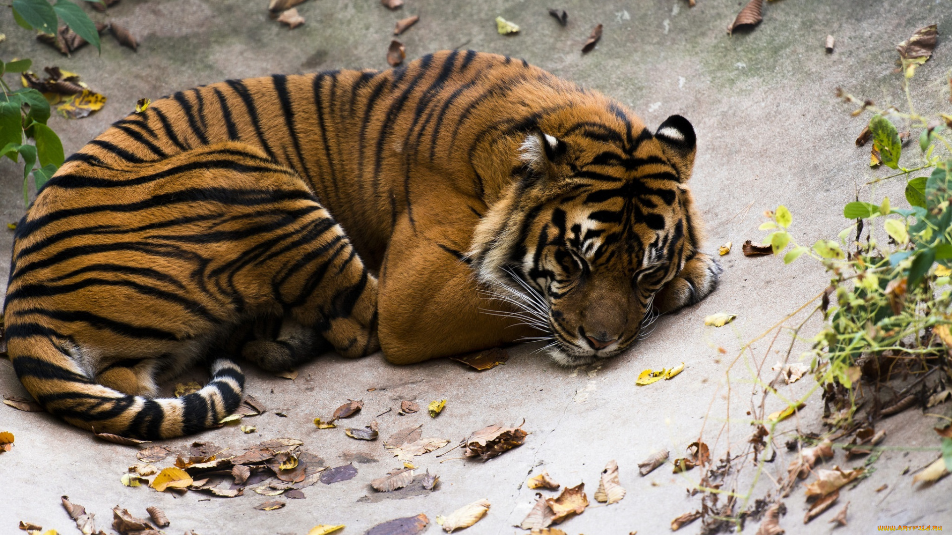 животные, тигры, кошка, хищник, полоски, лежит, отдых, сон, листья, листва