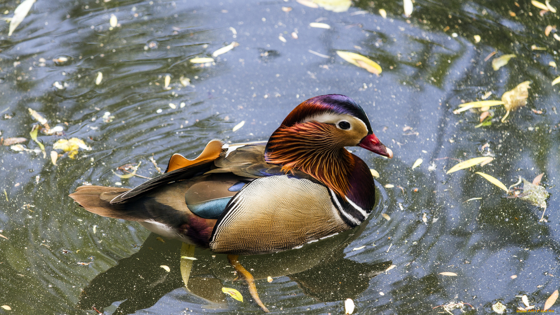 животные, утки, мандаринка