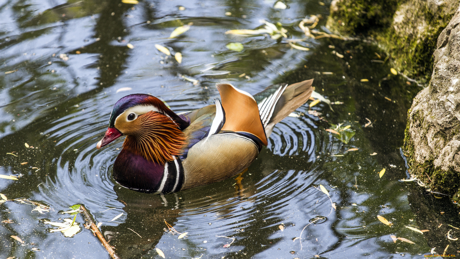 животные, утки, мандаринка