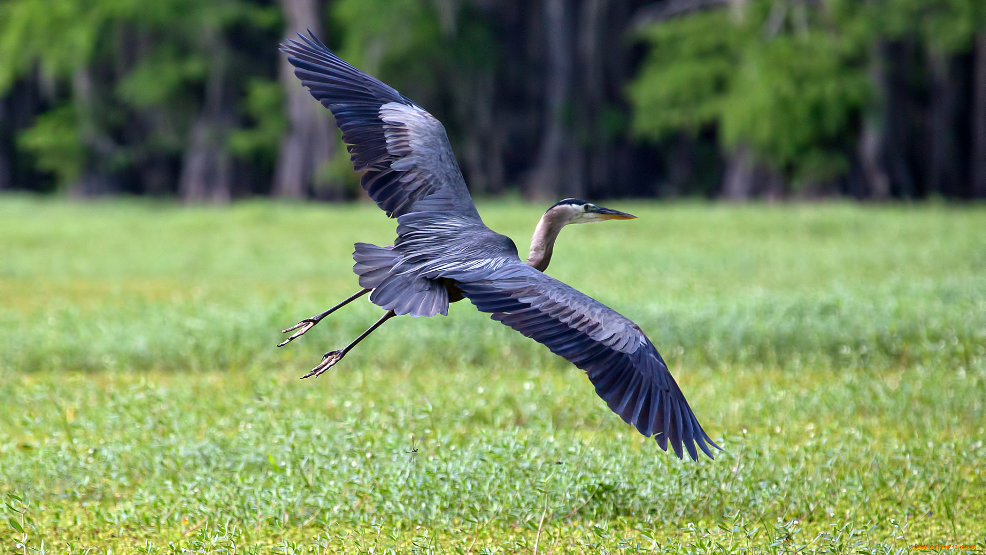 животные, журавли, луг, крылья, размах