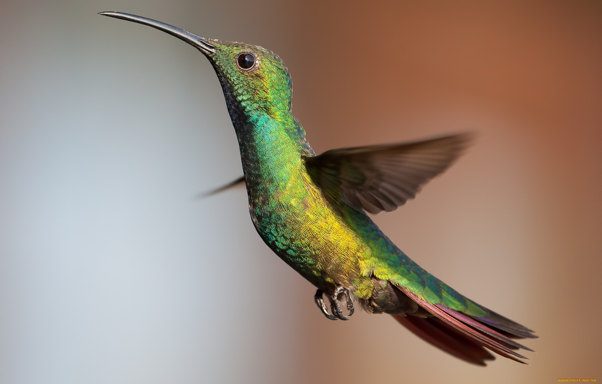 животные, колибри, парение