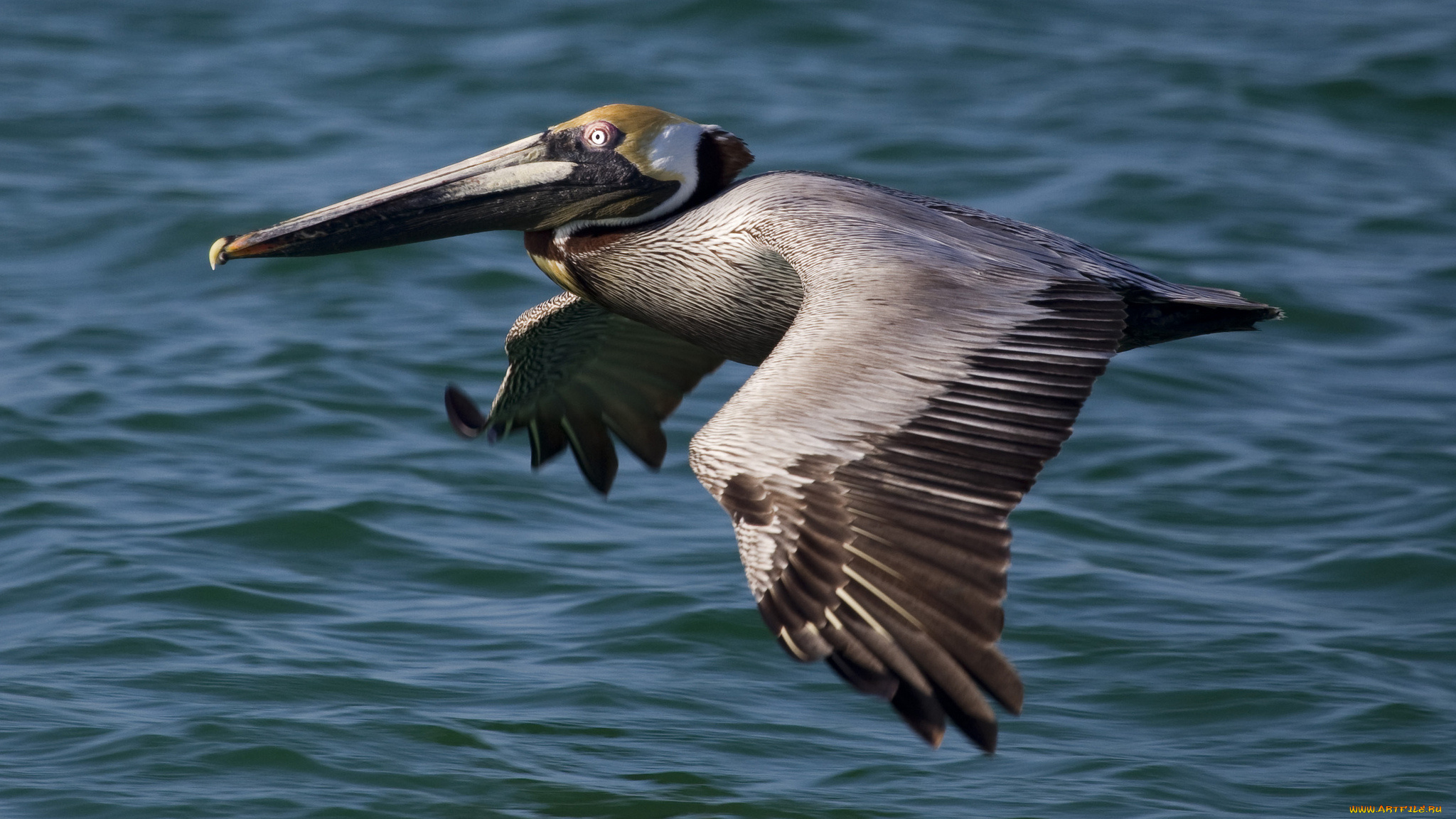 животные, пеликаны, полет