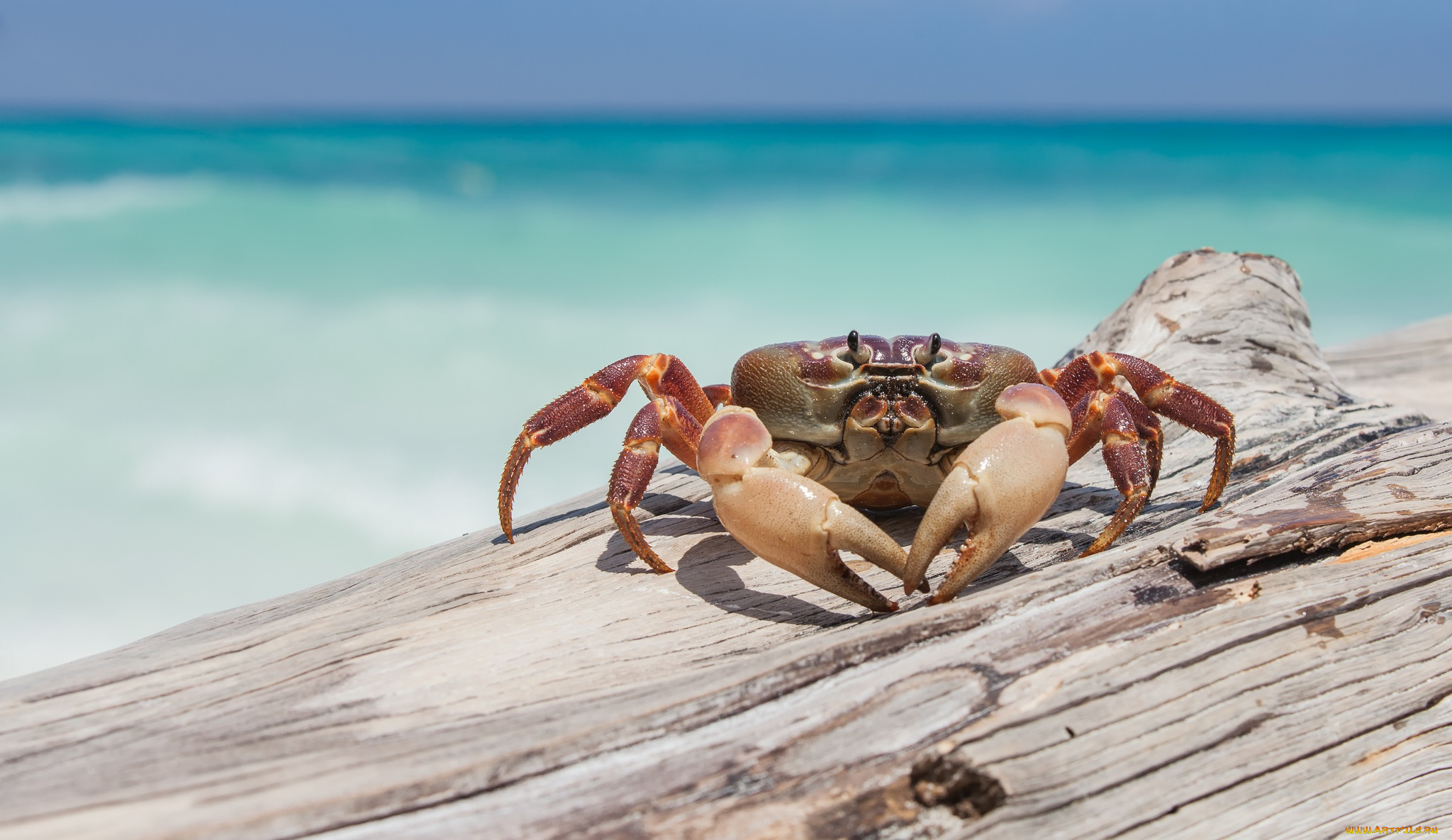 животные, крабы, , раки, краб