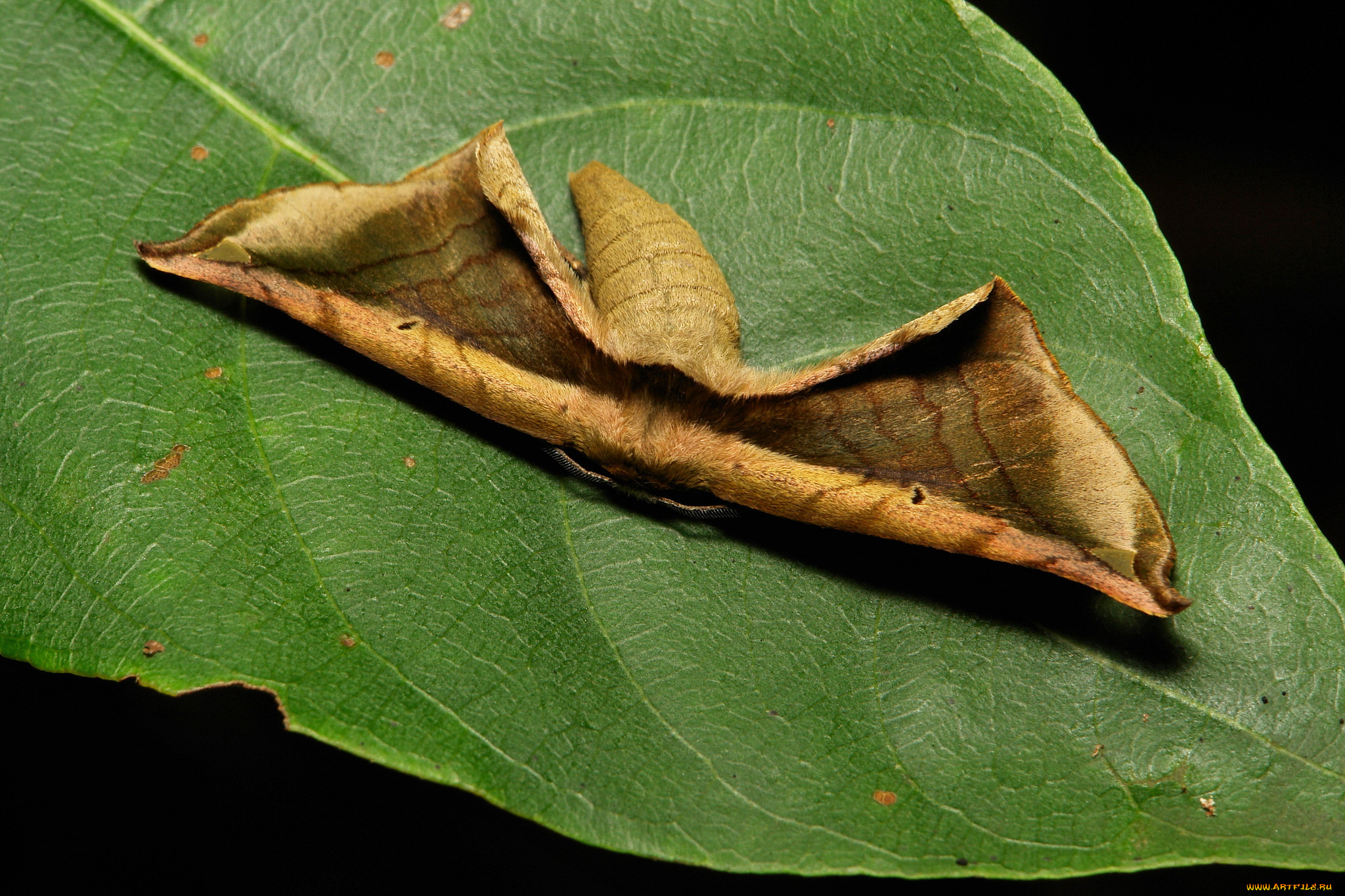 животные, бабочки, мотылёк, лист, макро, itchydogimages