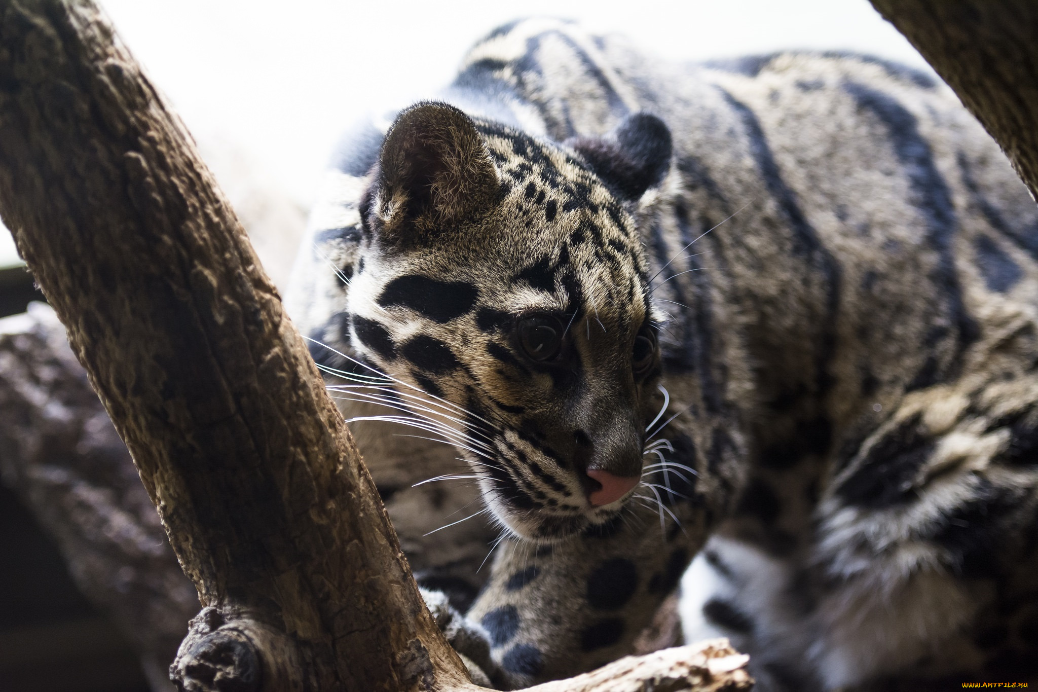 животные, дымчатые, леопарды, хищник, морда, свет, ветка