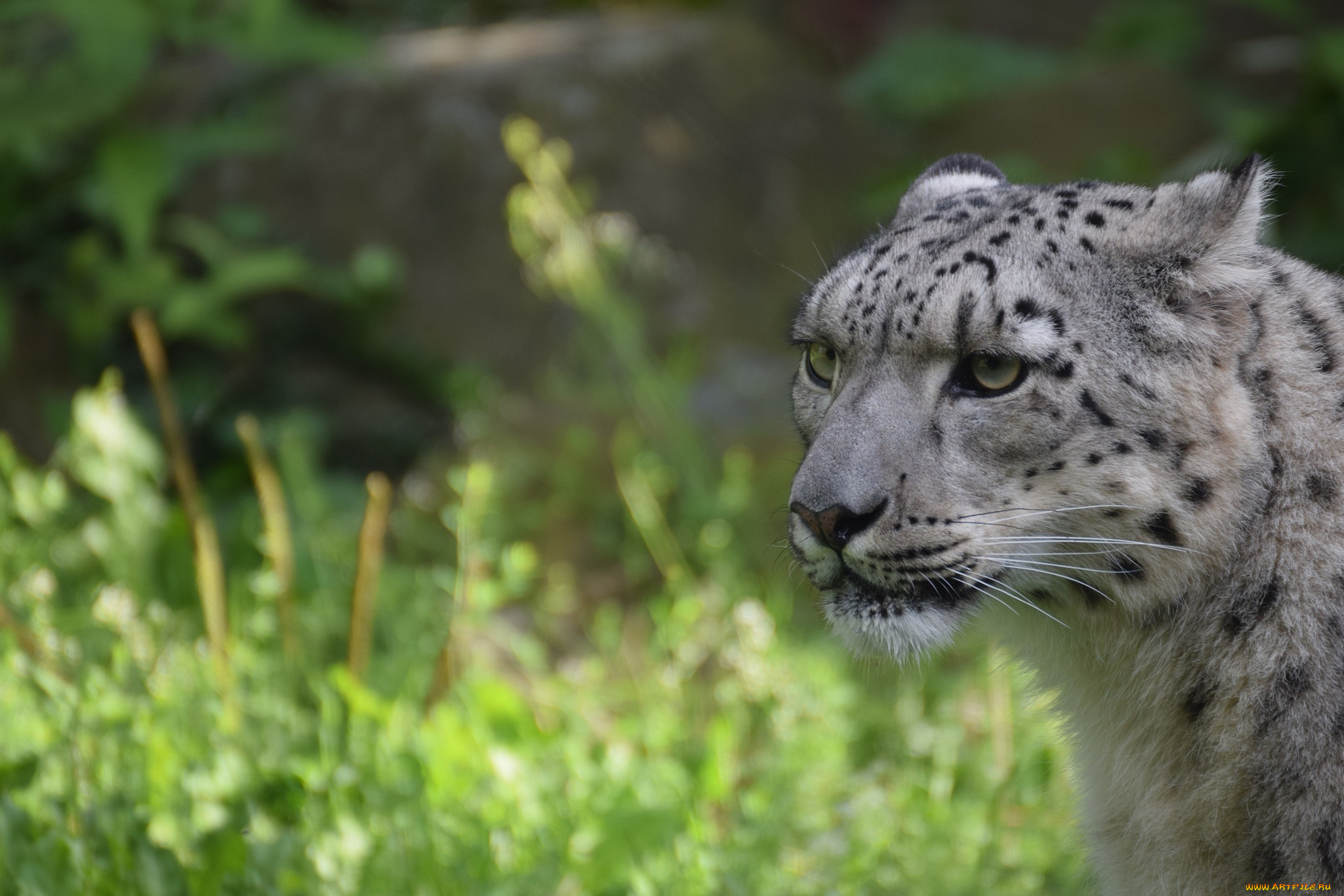 животные, снежный, барс, , ирбис, барс, кошка, хищник, морда