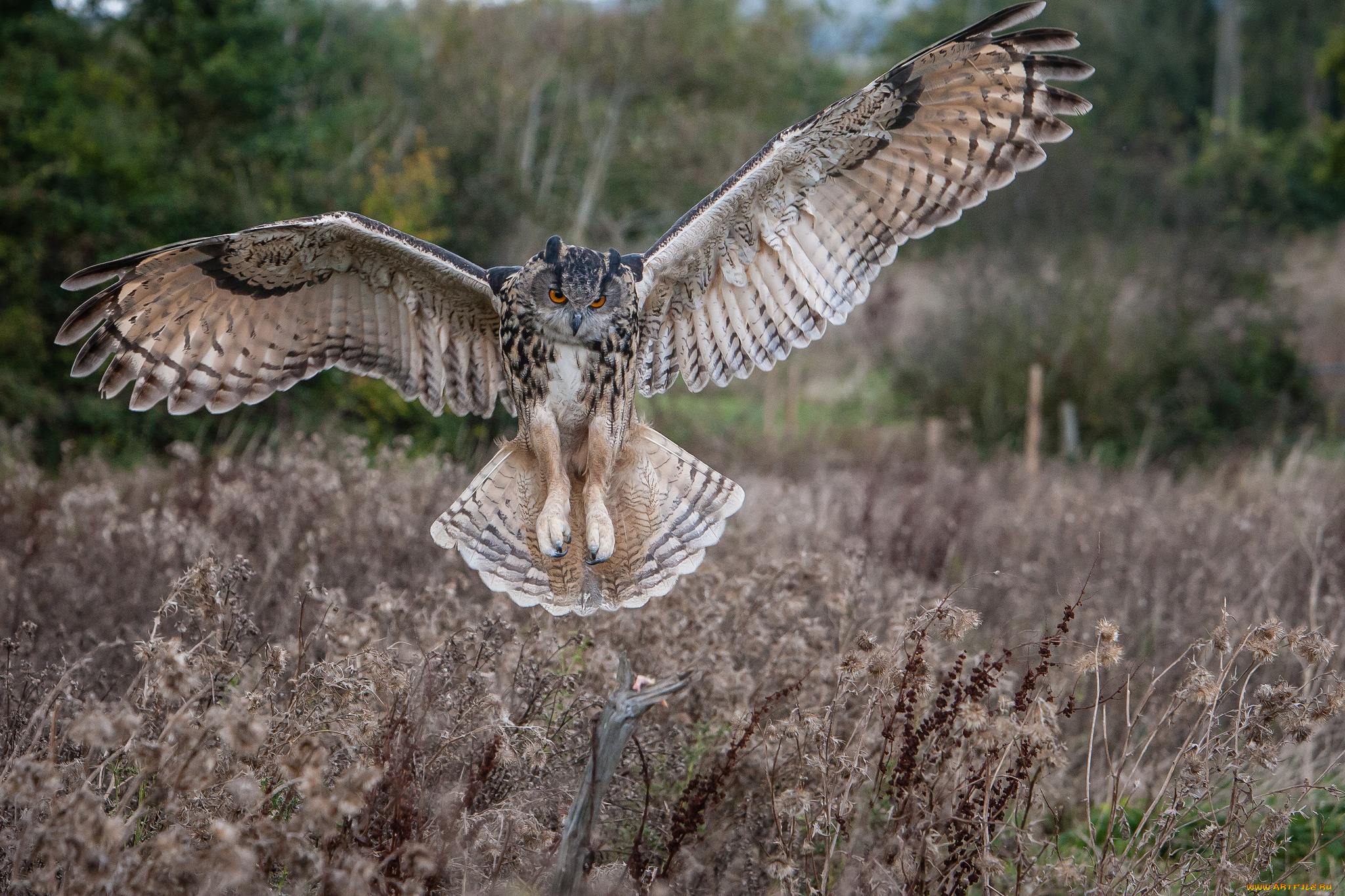животные, совы, сова, луг