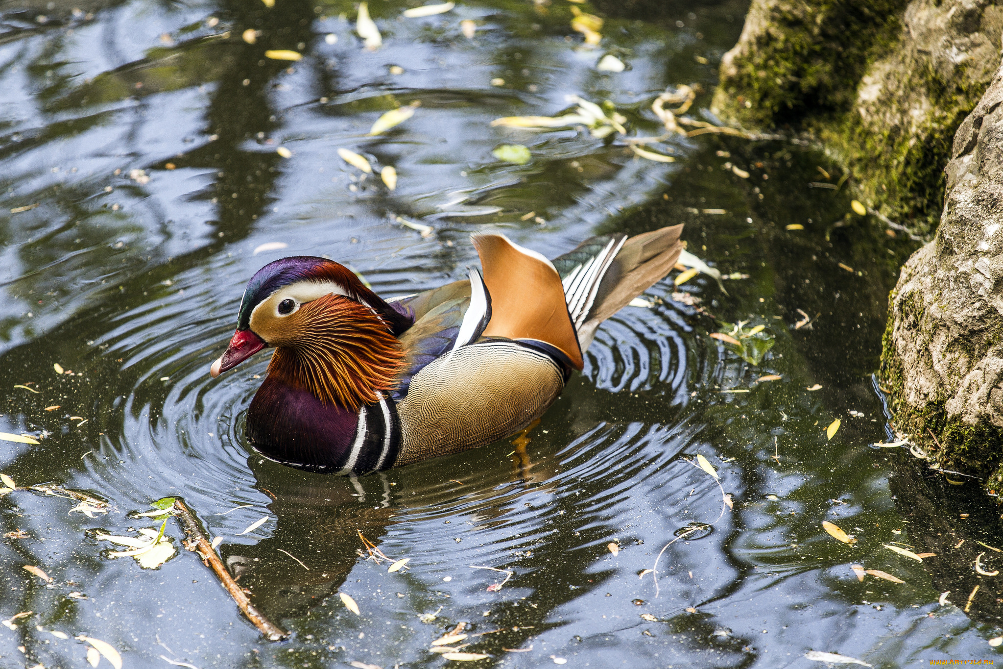 животные, утки, мандаринка