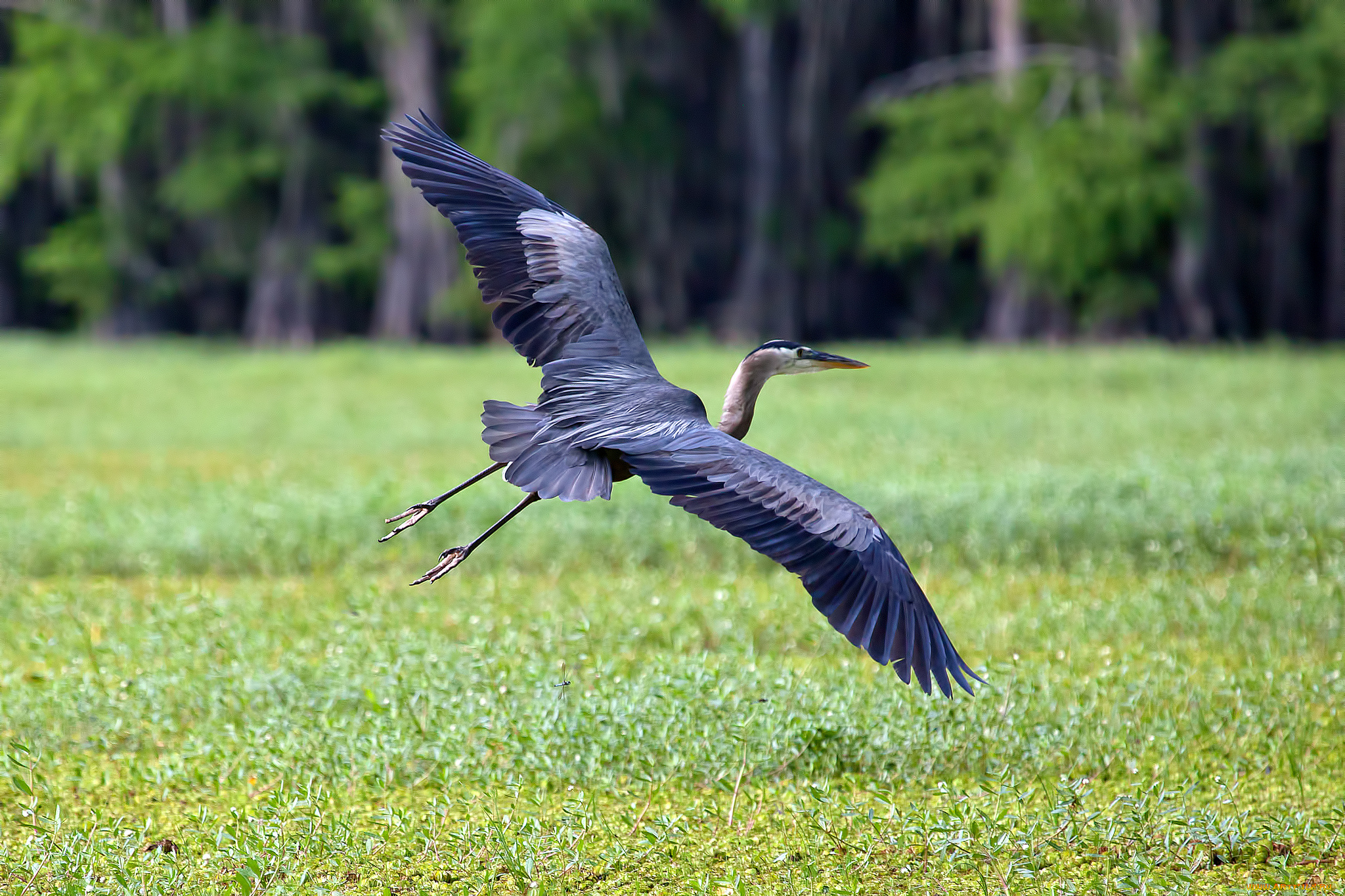животные, журавли, луг, крылья, размах