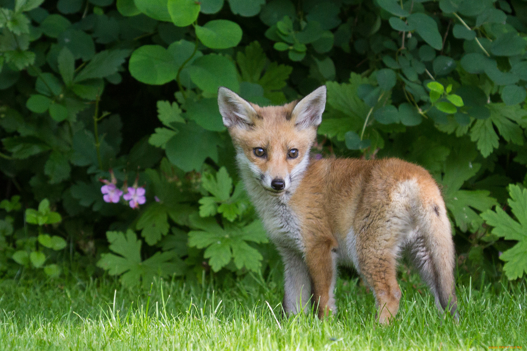 животные, лисы, лисичка