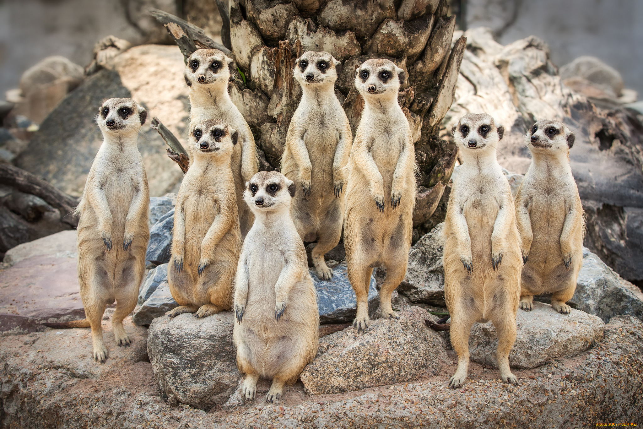 животные, сурикаты, семья