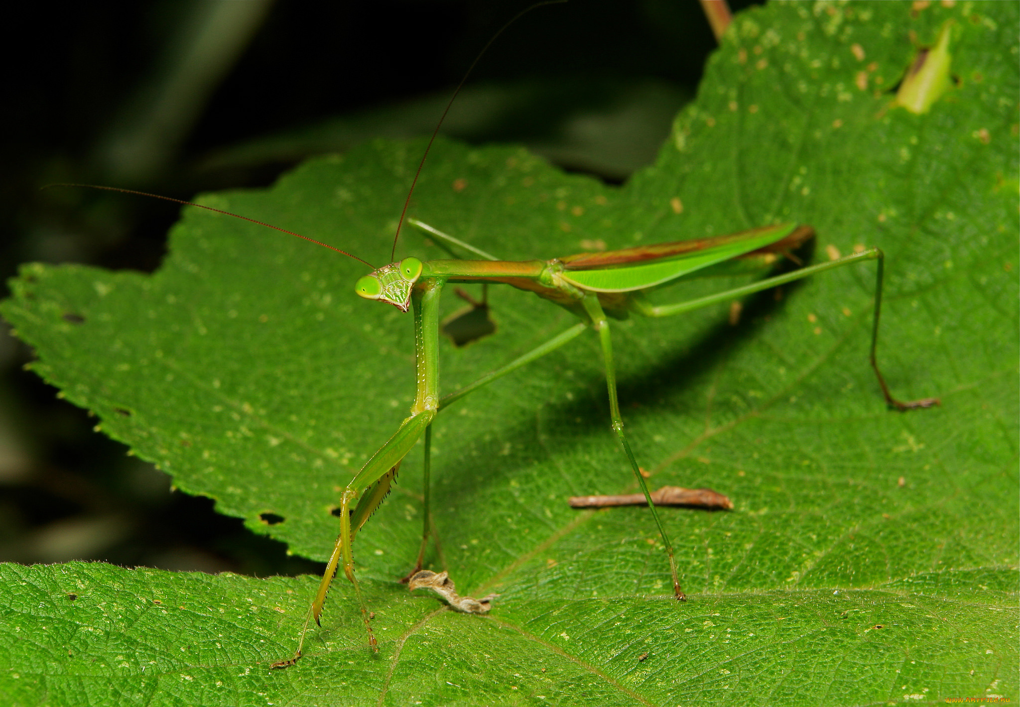 животные, богомолы, богомол, макро, itchydogimages, насекомое, лист