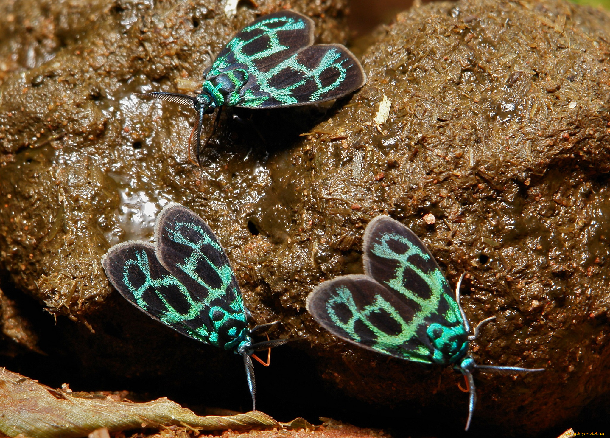 животные, бабочки, itchydogimages, трио, сырость, усики, крылья, макро, узор