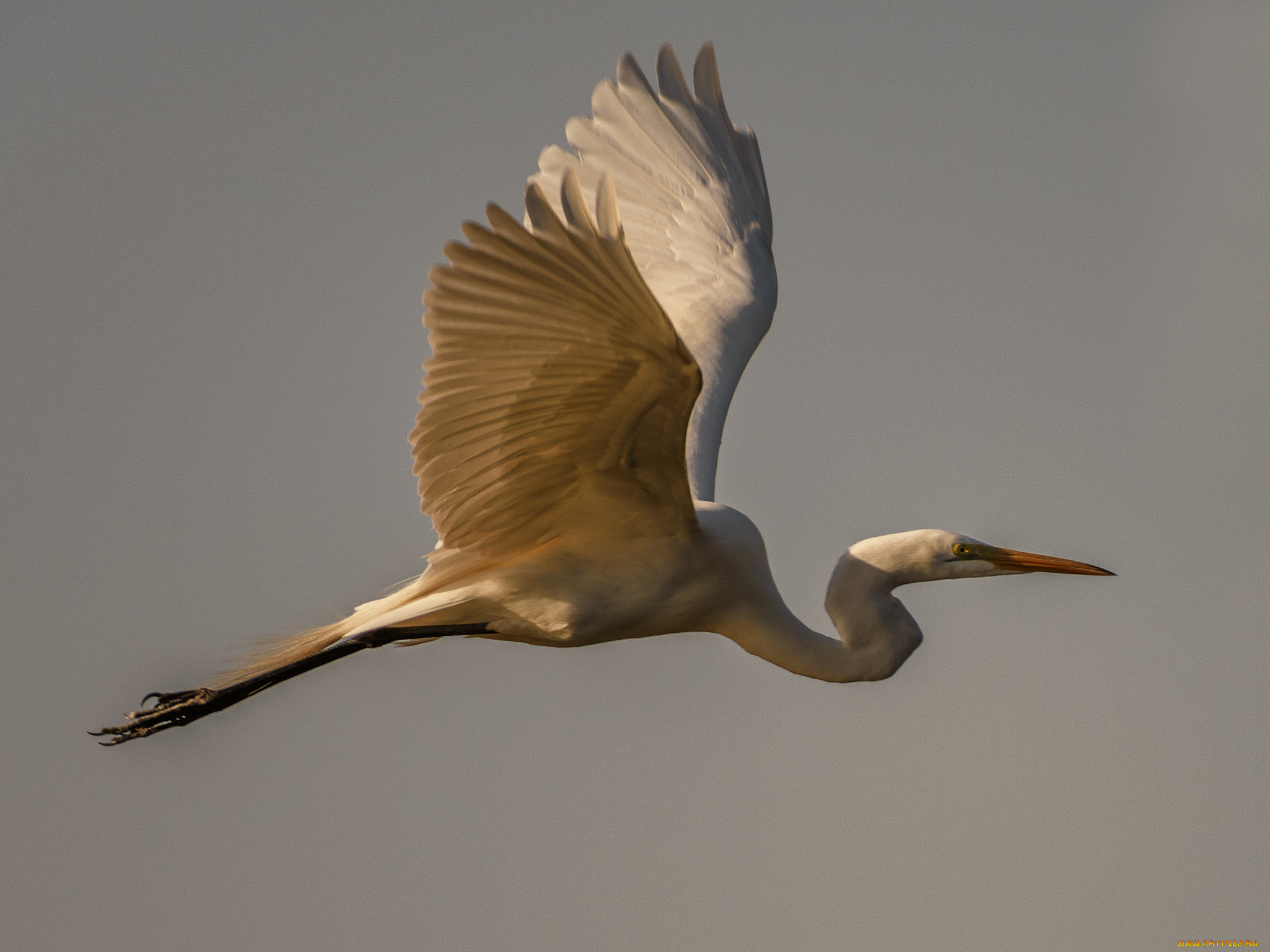 животные, аисты, аист, белый