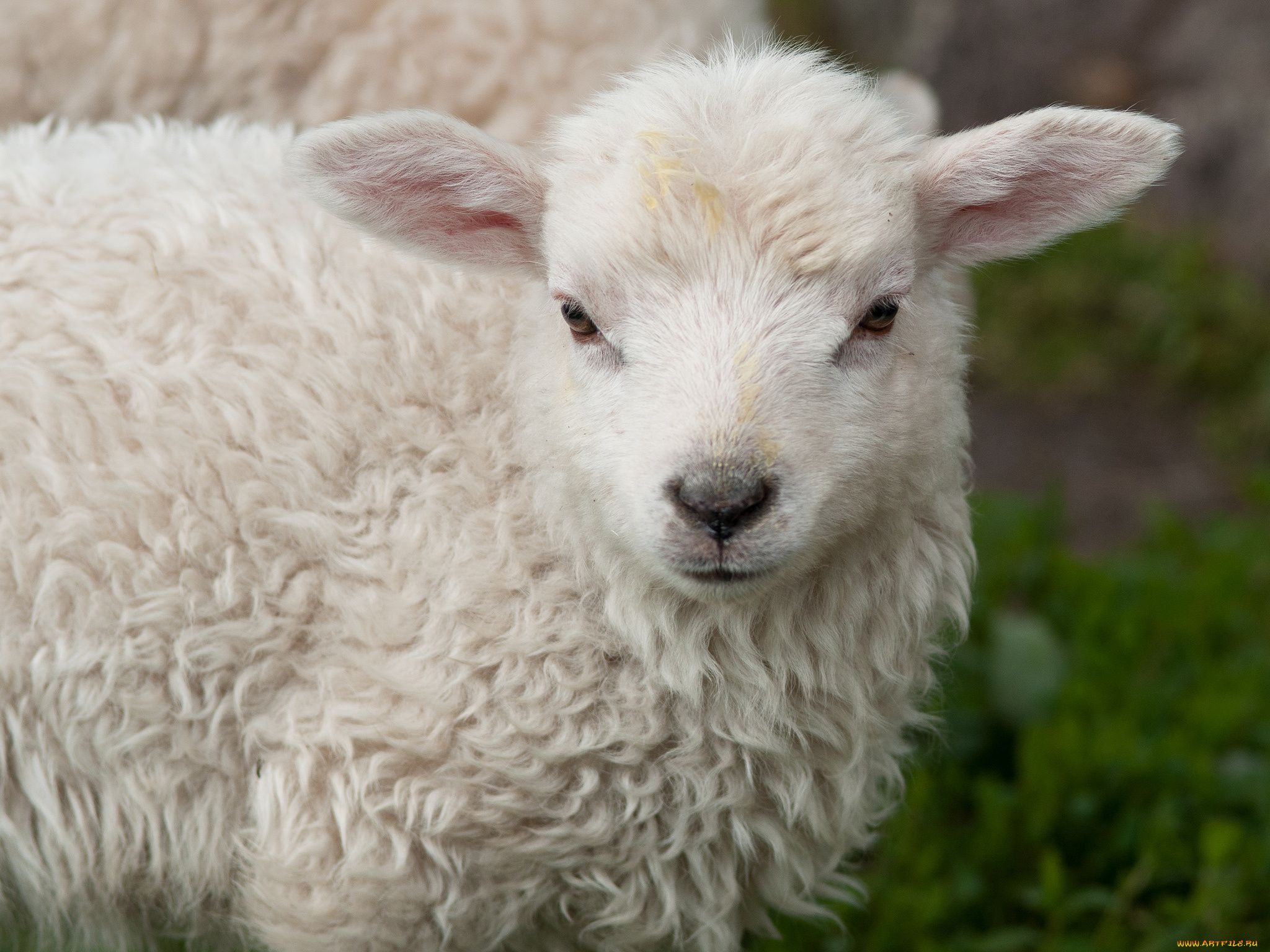 животные, овцы, , бараны, бежевая, кучерявая, барашка