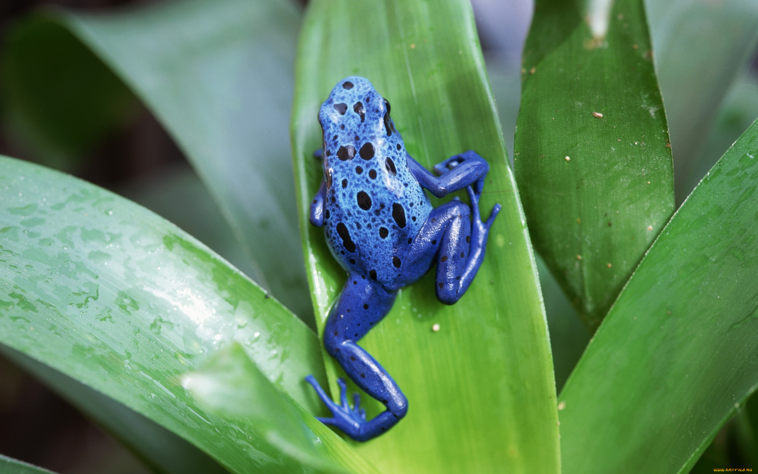 животные, лягушки, лягушка