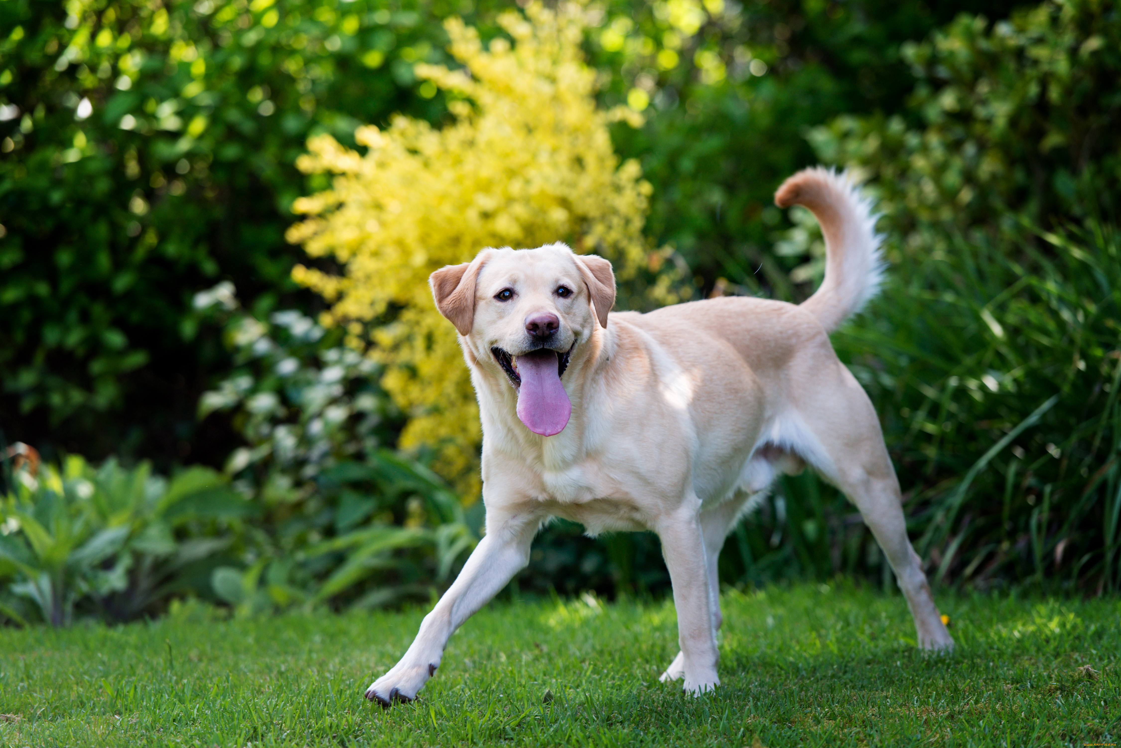 животные, собаки, labrador, retriever, лабрадор, ретривер