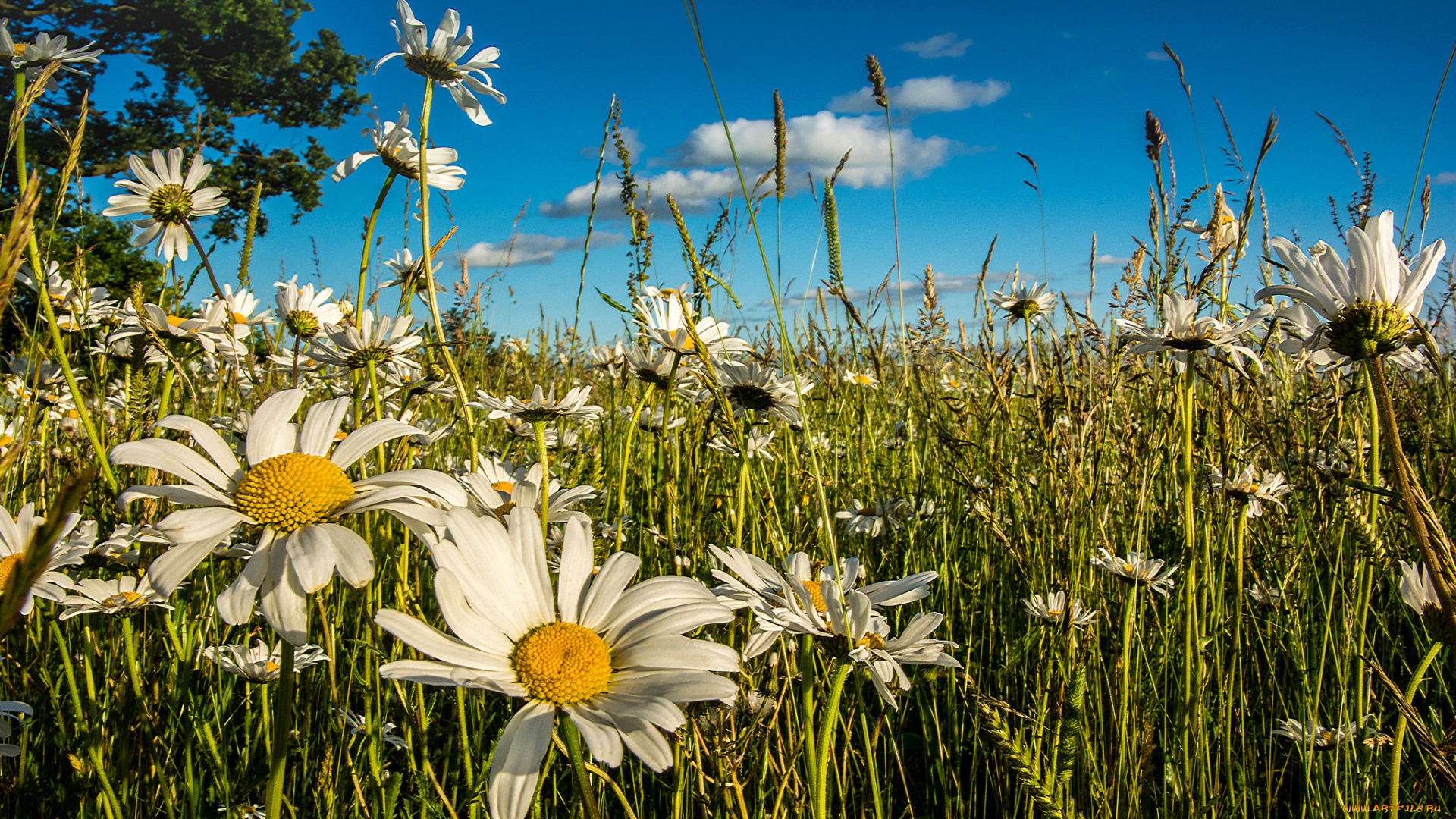 цветы, ромашки, лето, луг