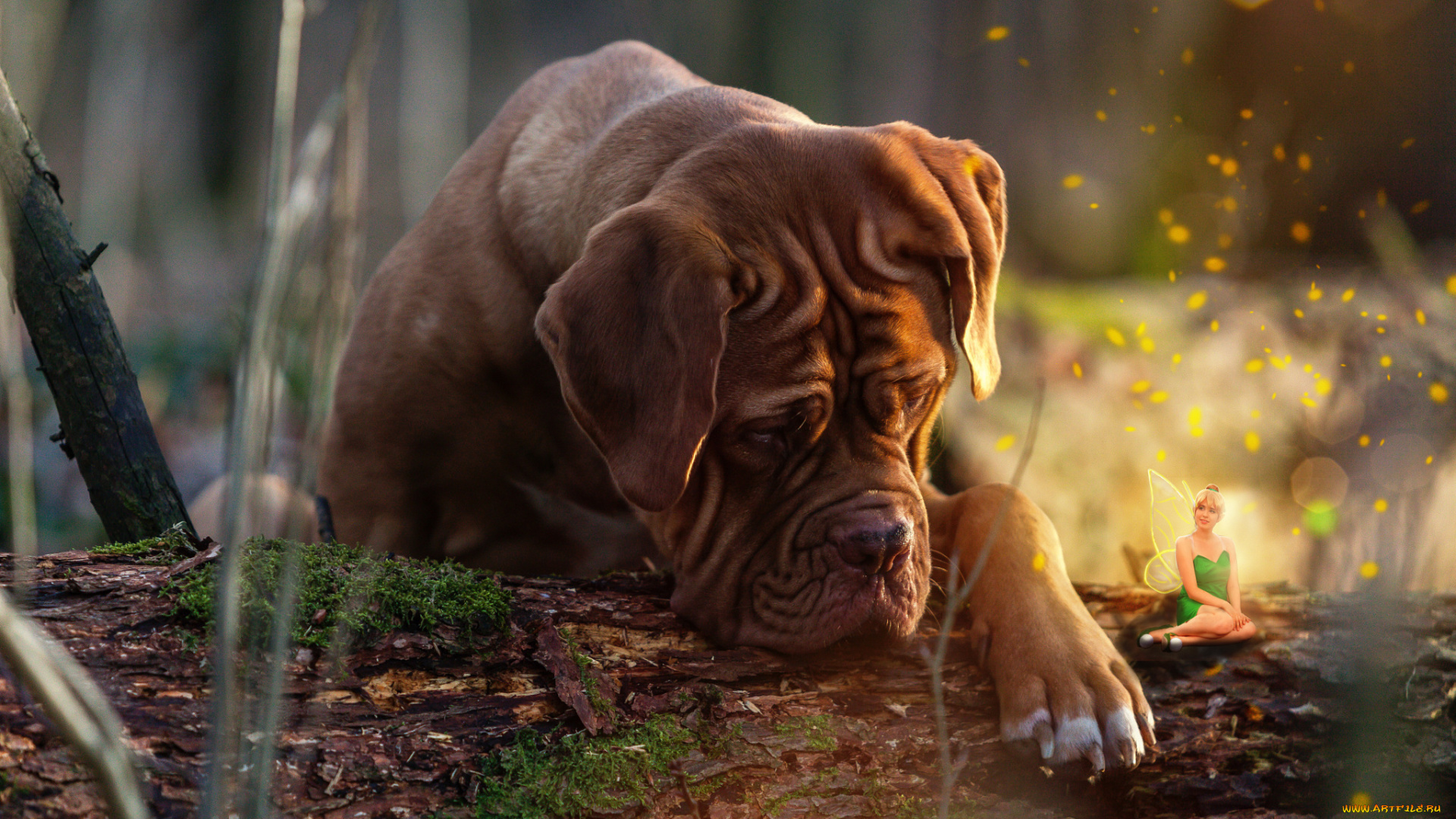 разное, компьютерный, дизайн, животное, дог, пёс, собака, коллаж, фея, бревно, природа, бордоский