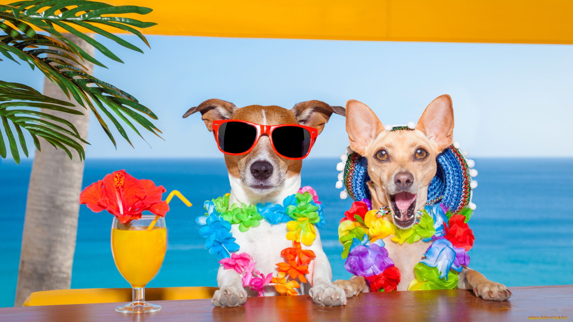 юмор, и, приколы, джек-рассел-терьер, чихуахуа, собаки, море, сок, лето