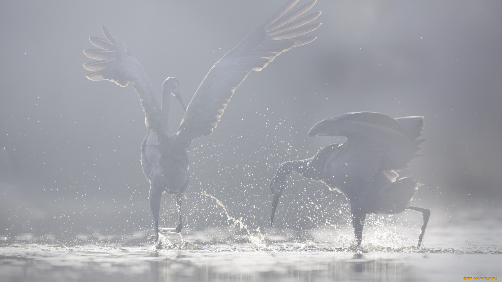 животные, цапли, , выпи, птицы, брызги, фон, вода