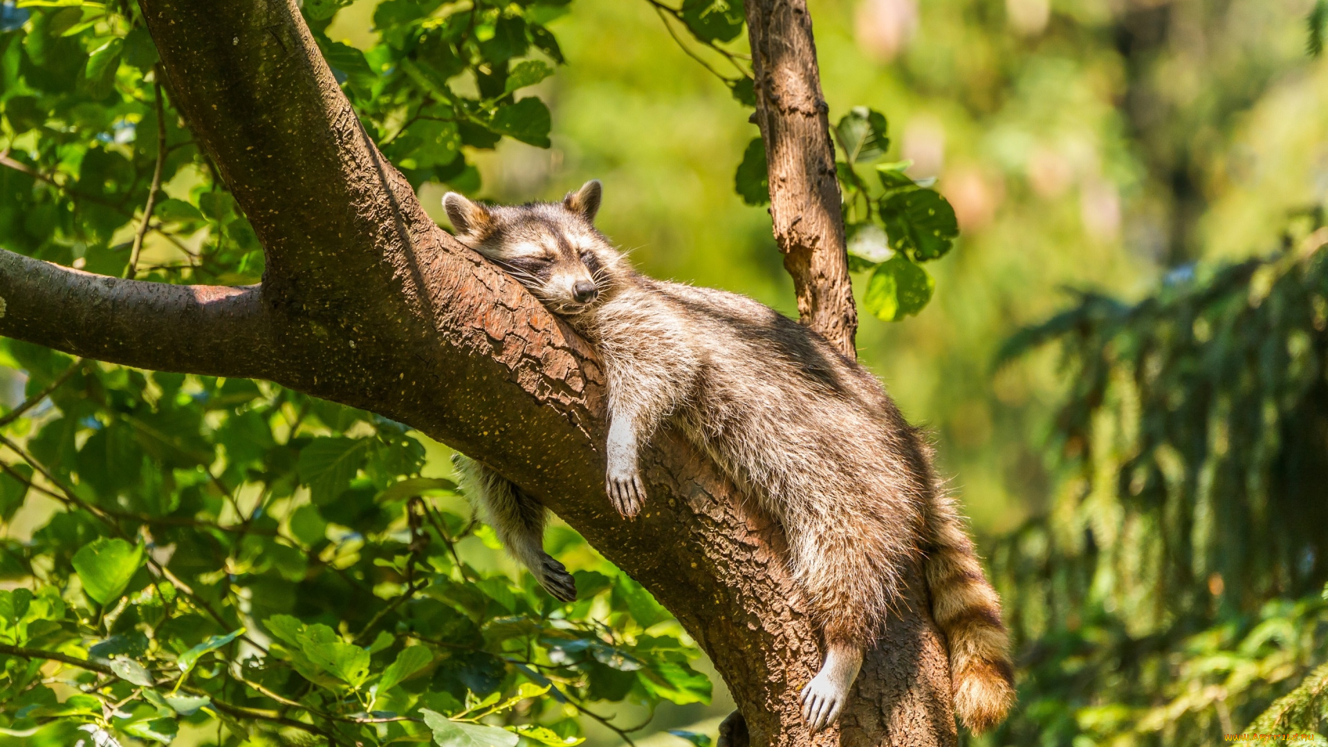 животные, еноты, дерево, сон, релакс, расслабон, енот