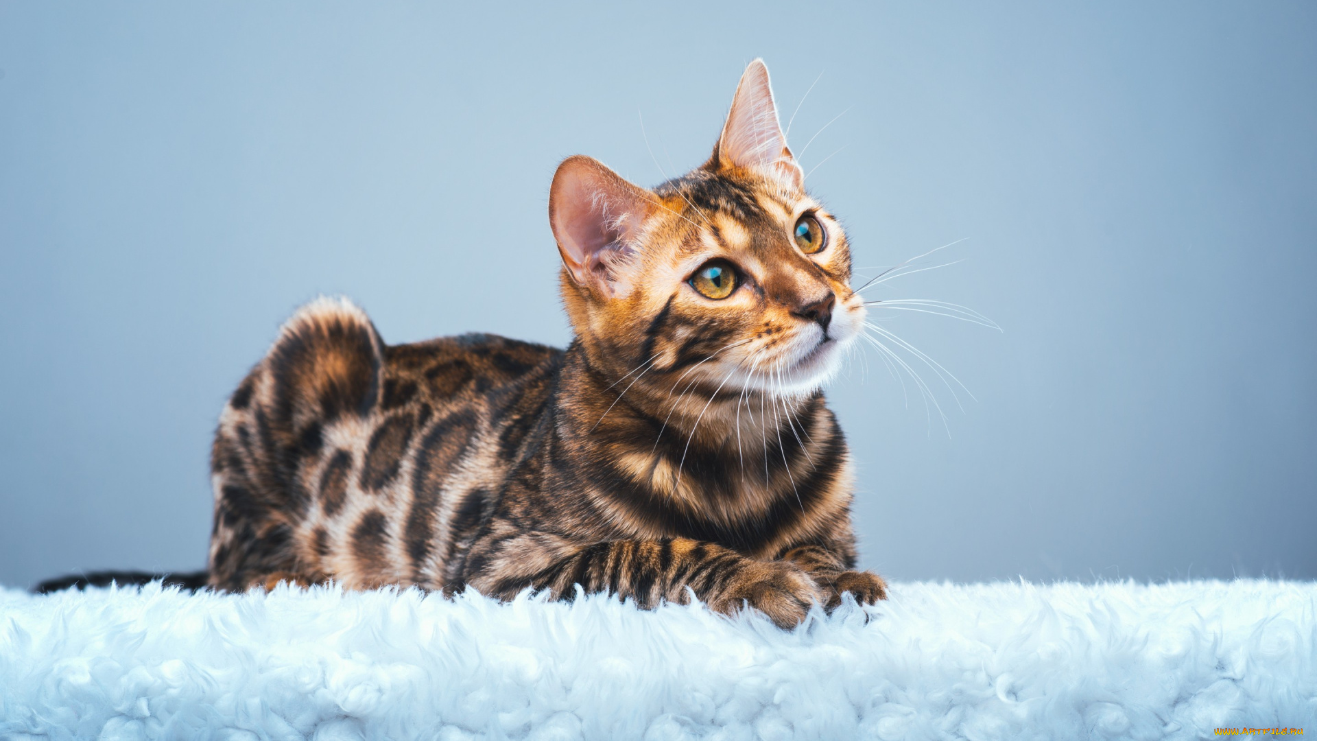 животные, коты, бенгальская, кошка, бенгал, взгляд