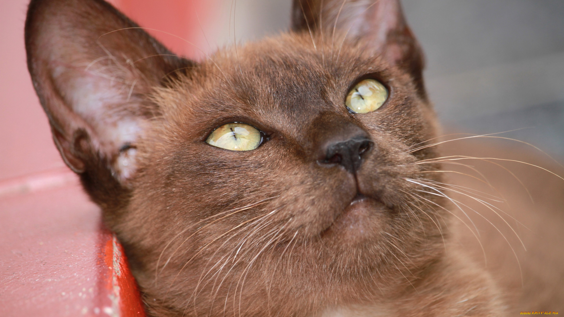 животные, коты, бурманская, кошка, бурма, мордочка