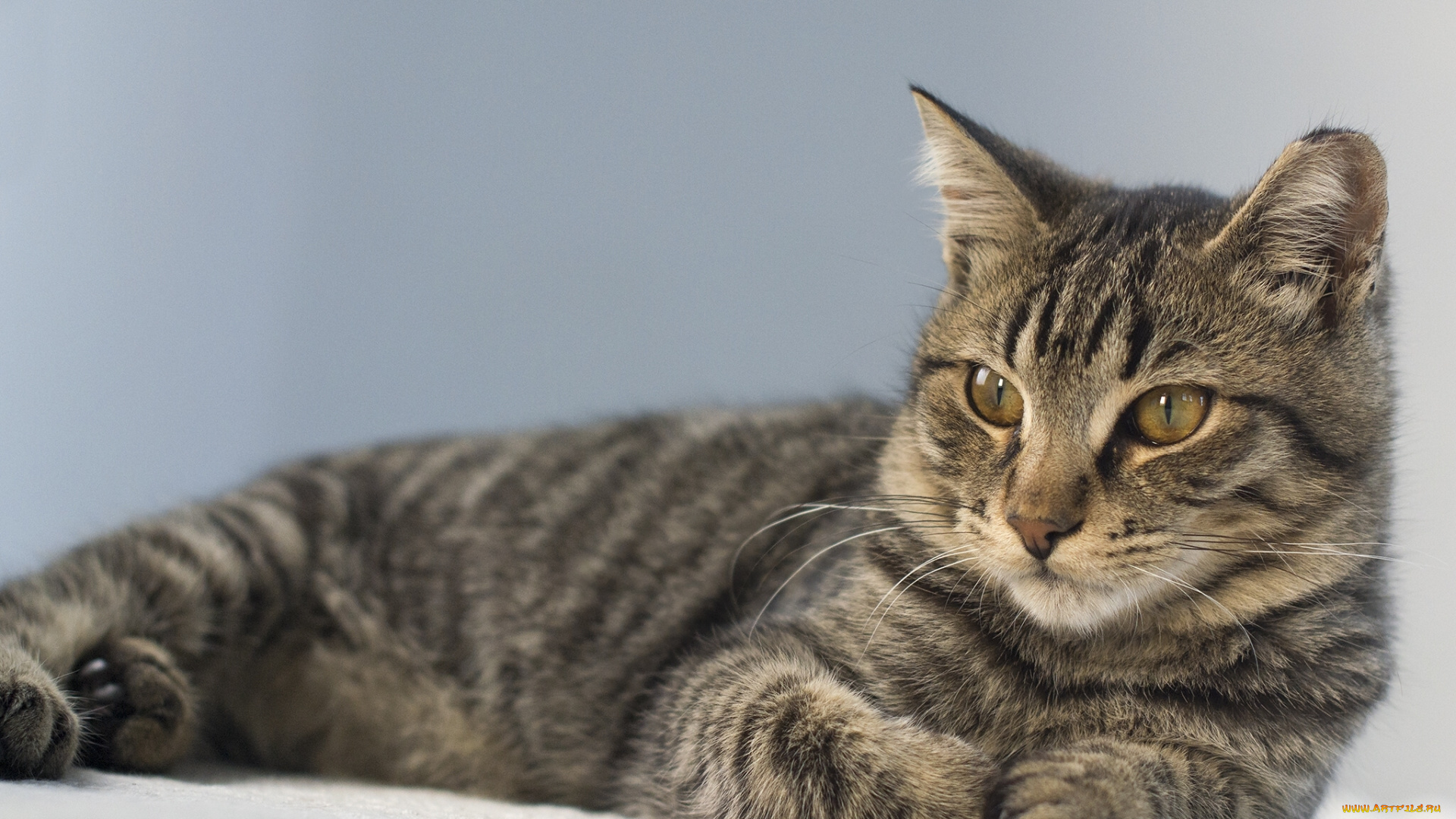 животные, коты, кот, кошка, взгляд, портрет