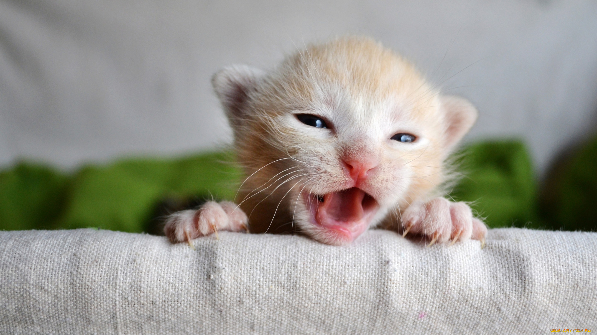 животные, коты, мордочка, малыш, пискля, когти, котёнок