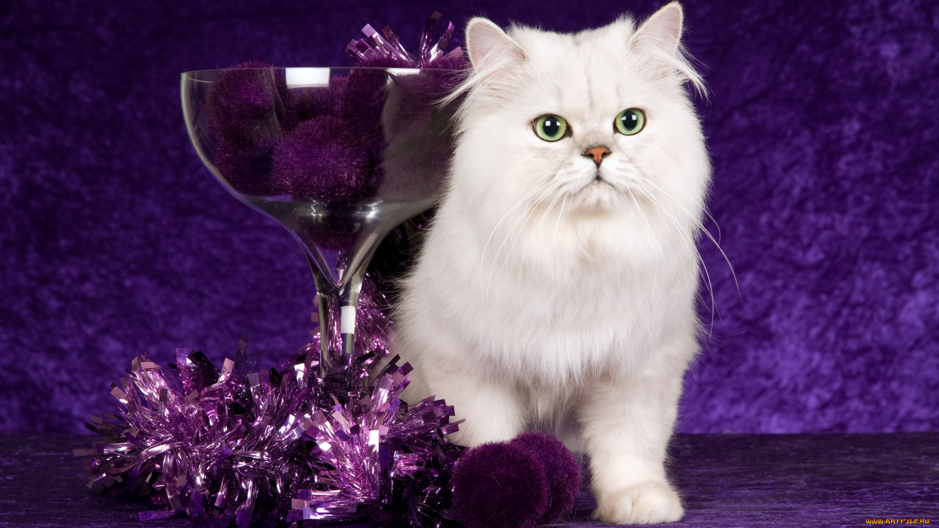 животные, коты, новый, год, мишура, стекло, красота, рождество, шарики, фиолетовый, чаша, кот, кошка, белая