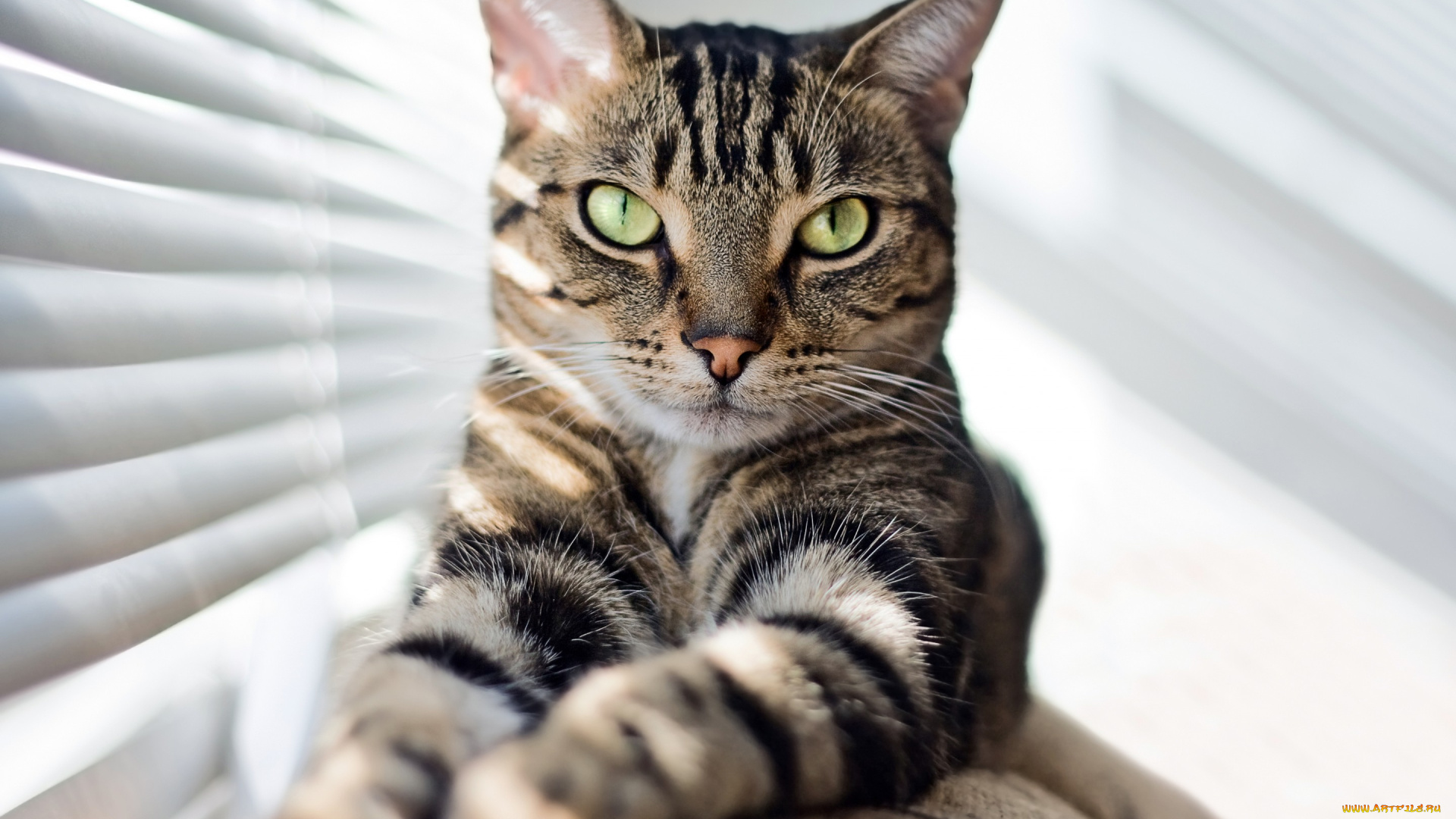 животные, коты, ушки, взгляд, кошка, кот, киса, коте, фон