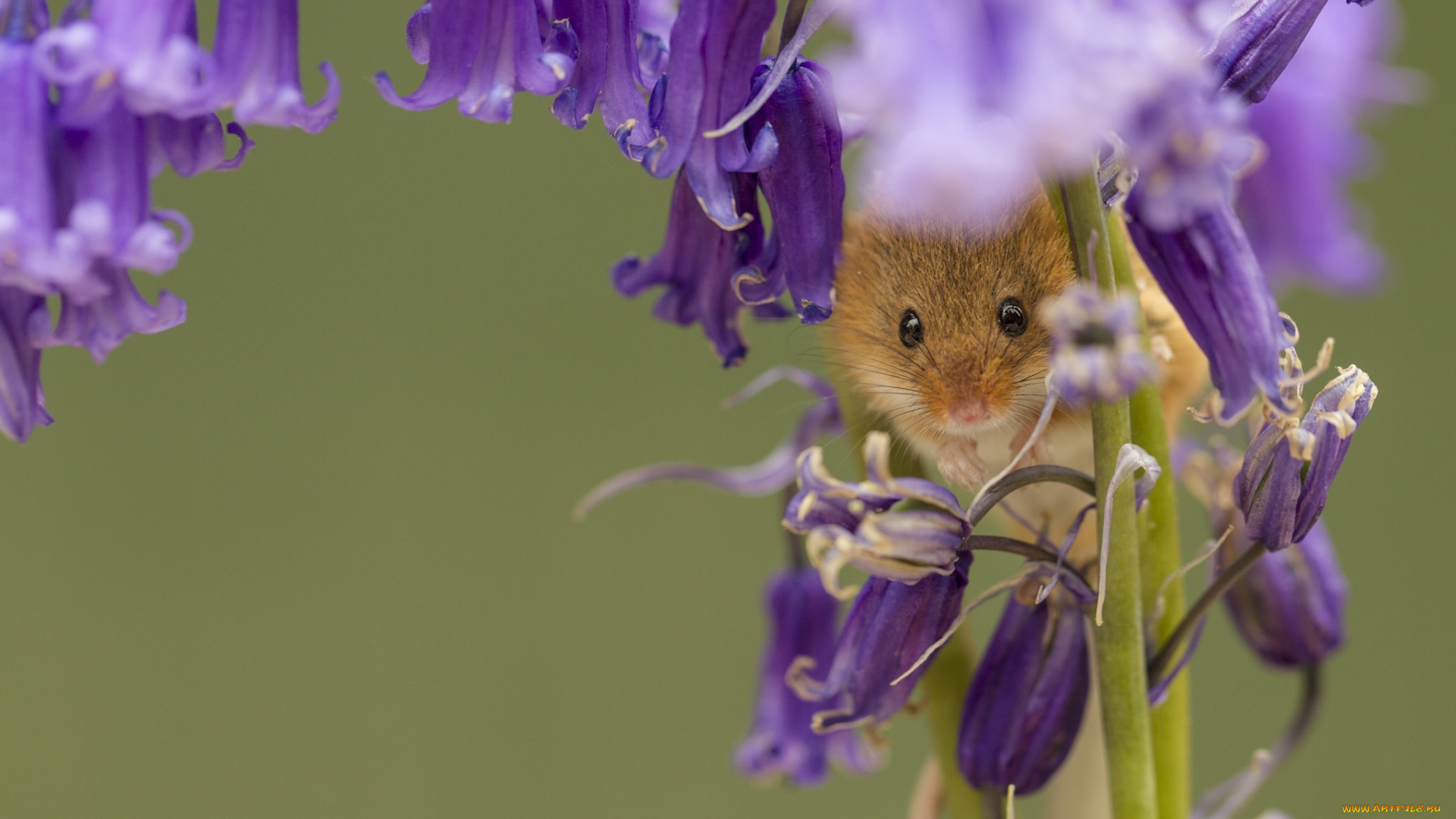 животные, крысы, , мыши, мышь-малютка, макро, цветы, колокольчики, мышка, harvest, mouse