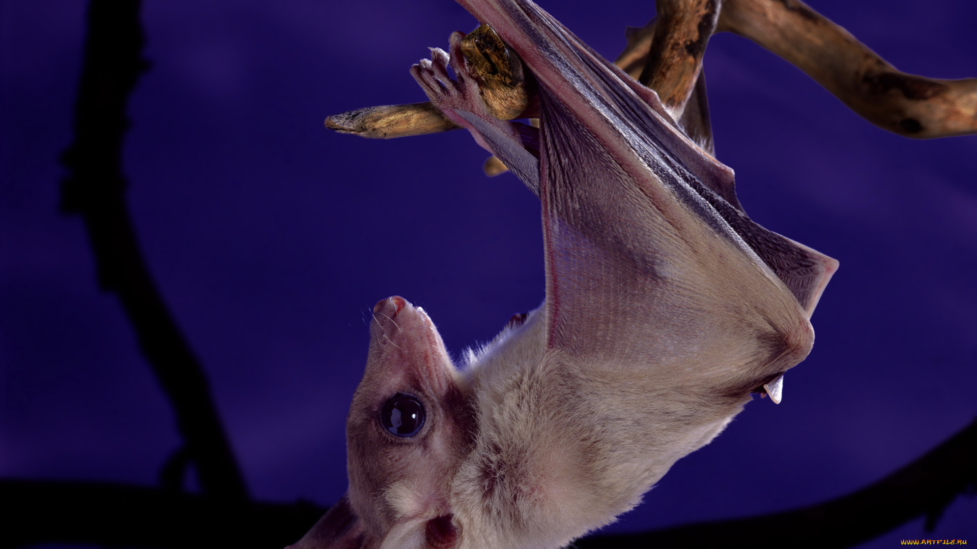 животные, летучие, мыши, фиолетовый, милая, висит, головой, вниз, ветка, ночь, животное, летучая, мышь