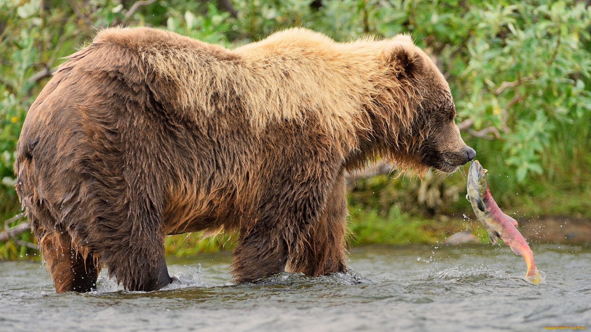 животные, медведи, рыба, вода, природа, медведь, хищник, животное