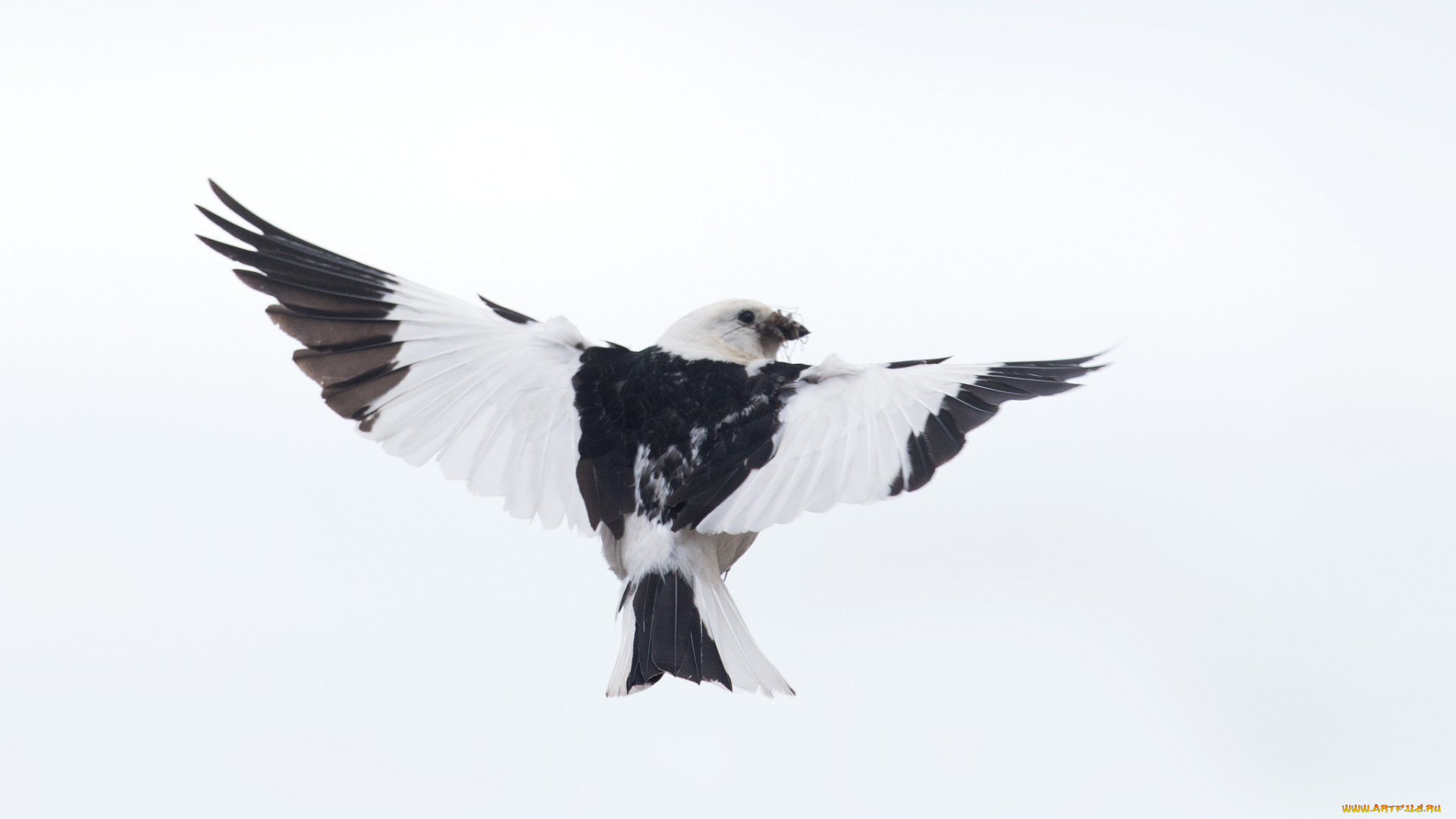 животные, птицы, фон, птица, крылья