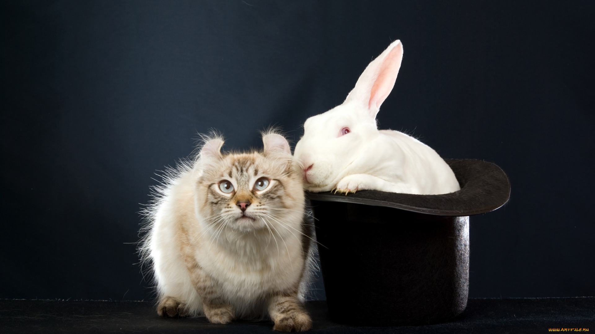 животные, разные, вместе, смешные, уши, эмоции, темный, фон, черная, шляпа, белый, кролик, заяц, сибирский, колор-пойнт, кот