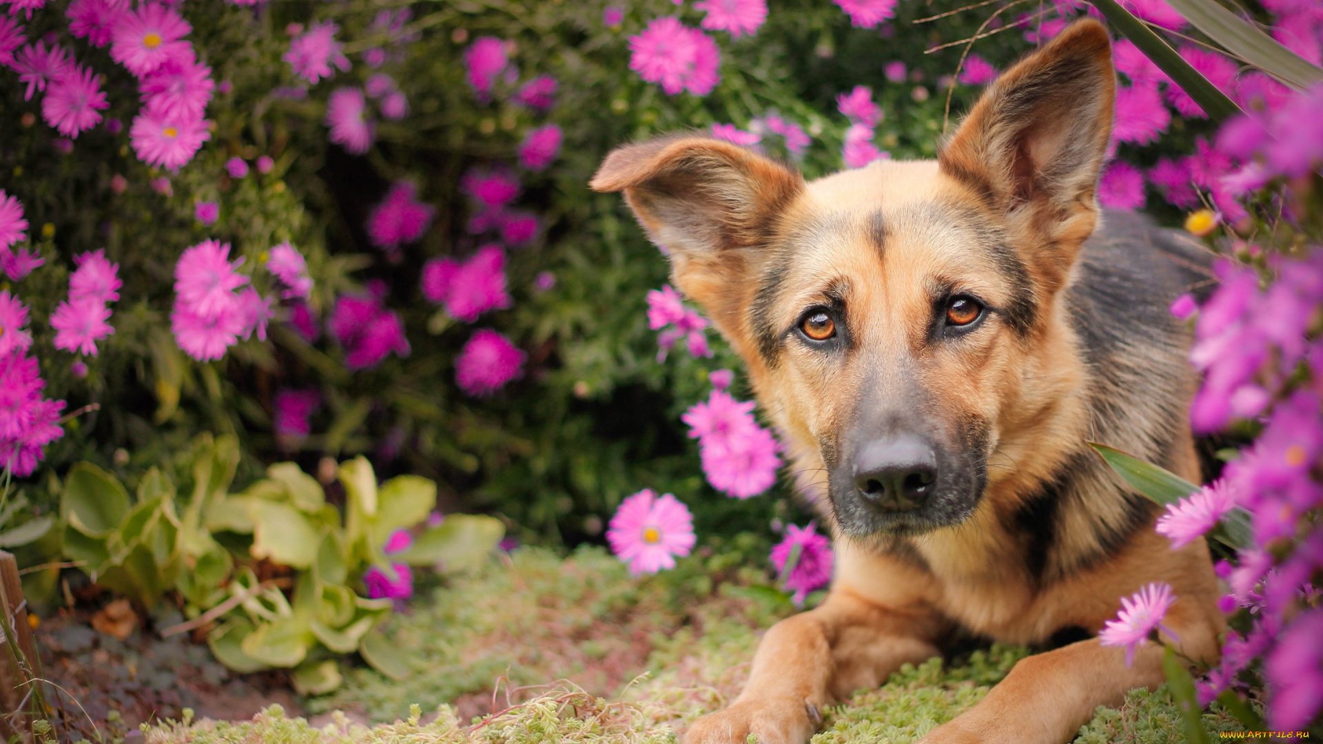 животные, собаки, цветы, немецкая, овчарка, собака, морда, взгляд