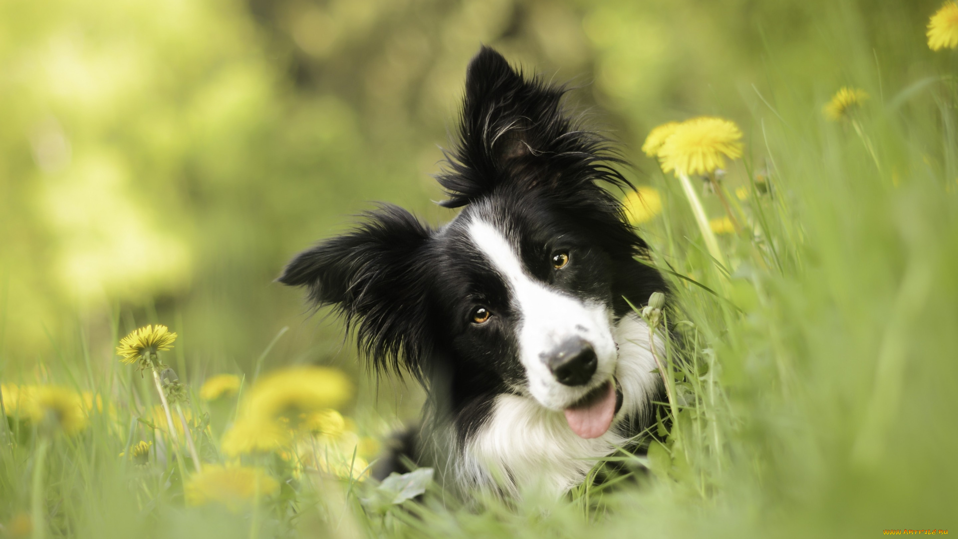 животные, собаки, цветы, одуванчики, боке, взгляд, морда, собака, бордер-колли