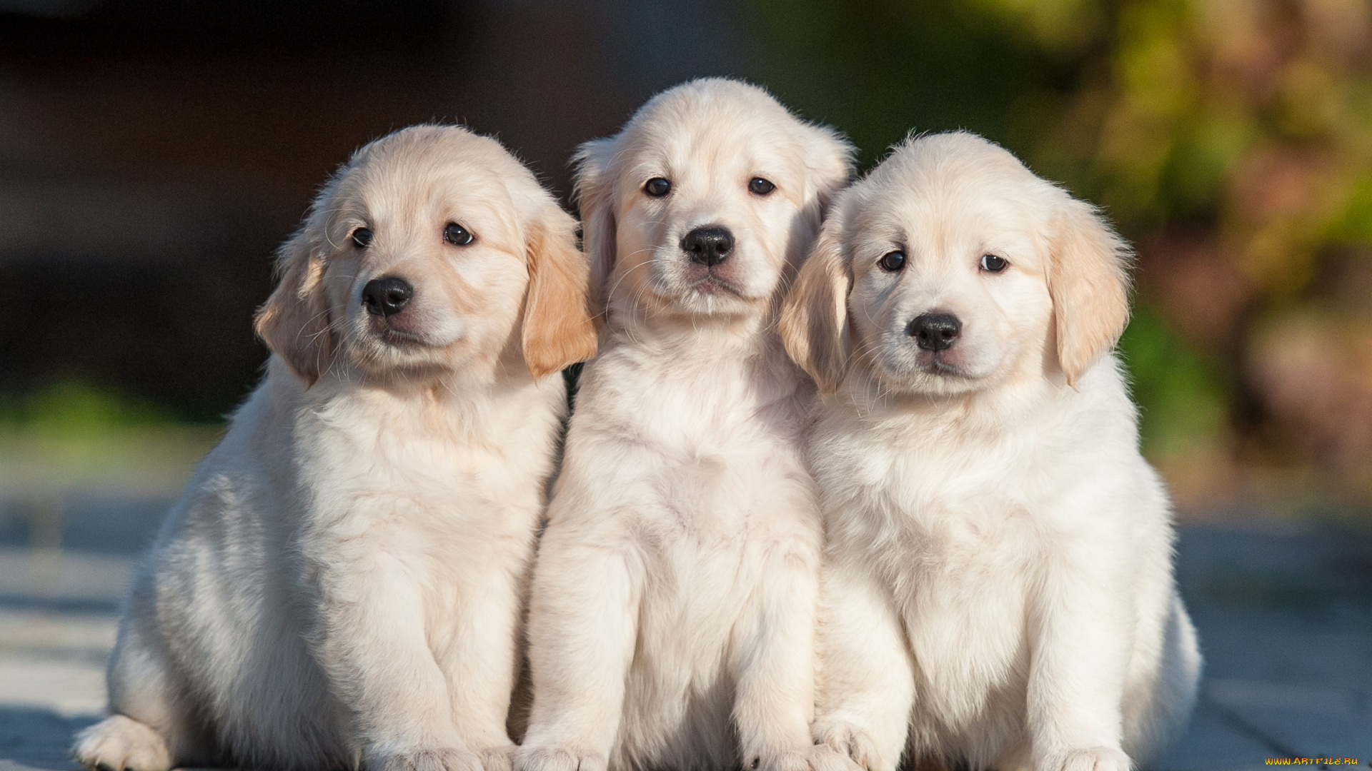 животные, собаки, троица, трио, щенки