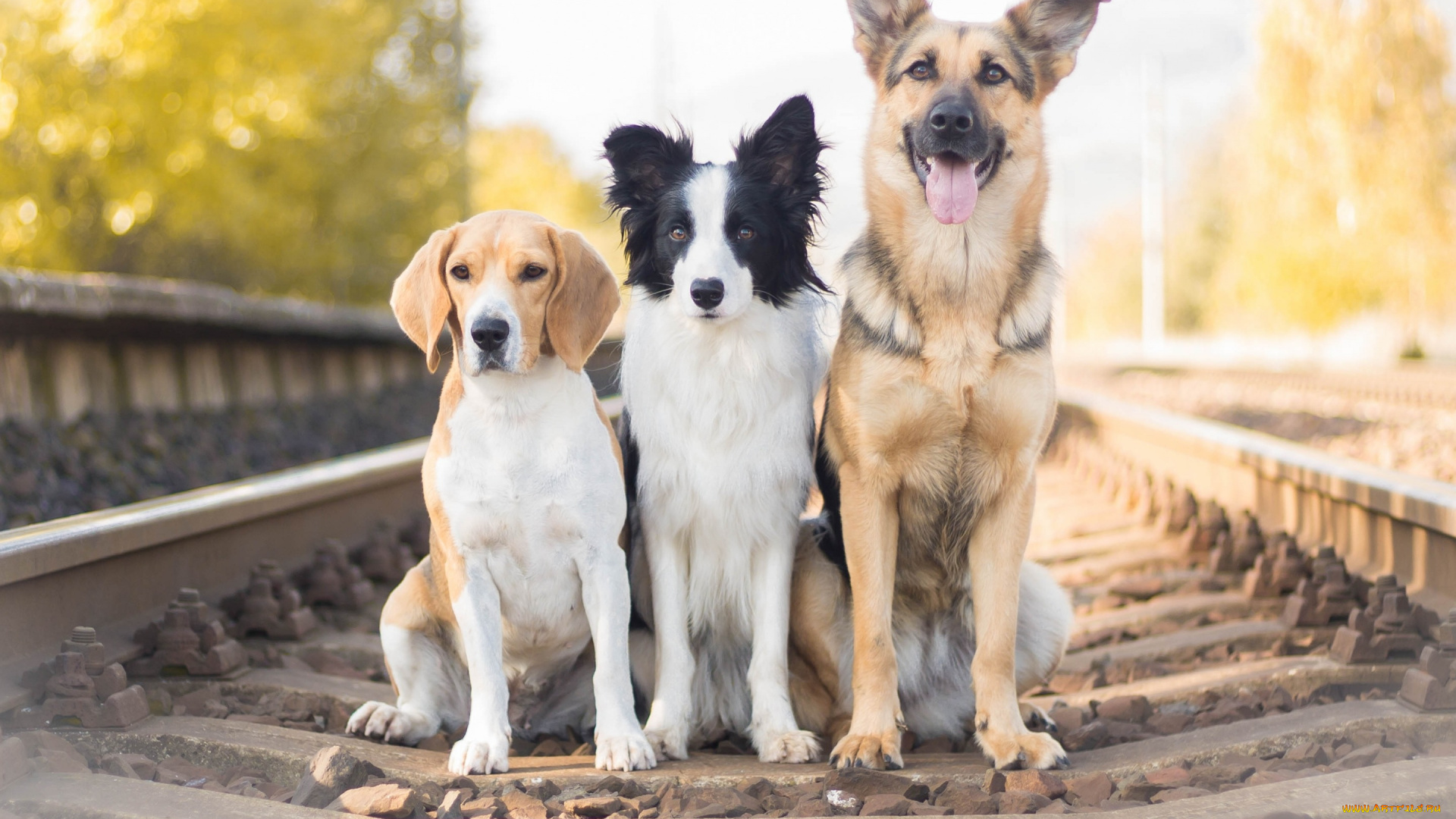 животные, собаки, железная, дорога, троица, трио, бигль, бордер-колли, овчарка
