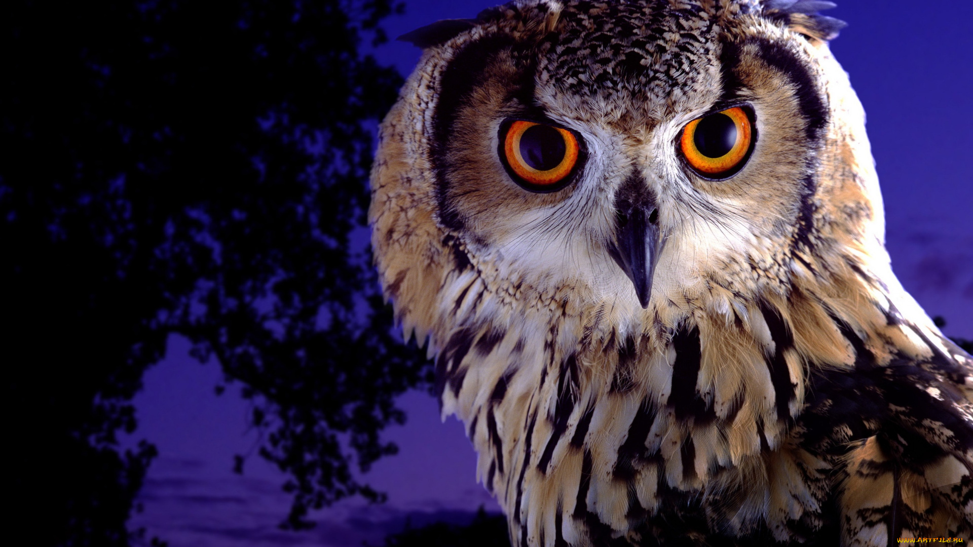 животные, совы, взгляд, глаза, птица, филин, сова, красота, фиолетовый, сумерки, ночь