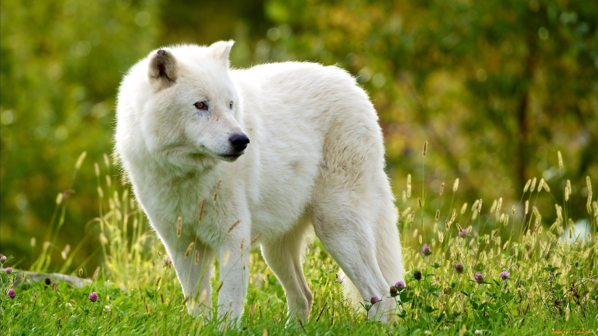 животные, волки, , койоты, , шакалы, мелвильский, островной, волк, арктический