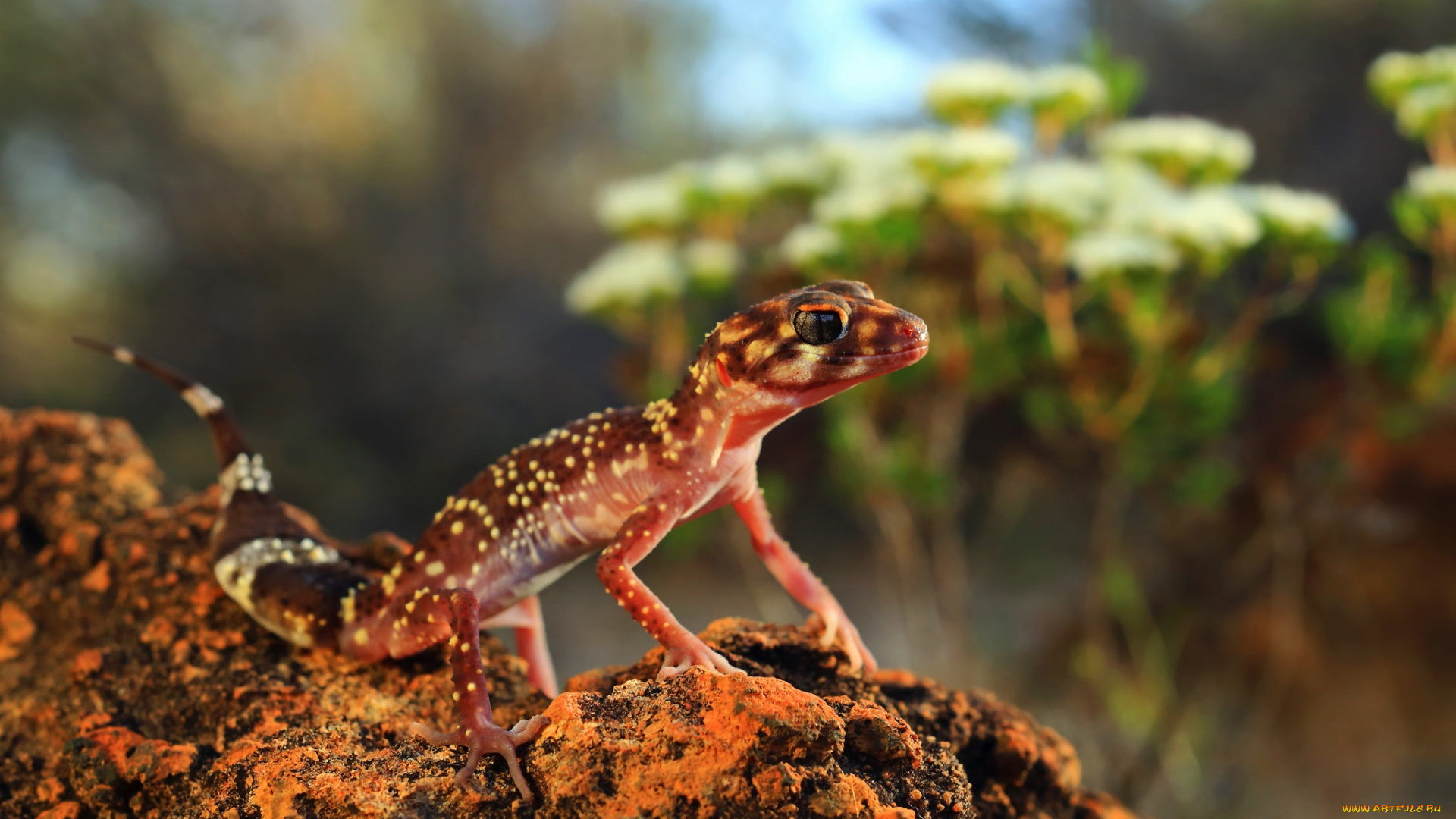 животные, Ящерицы, , игуаны, , вараны, хладнокровное