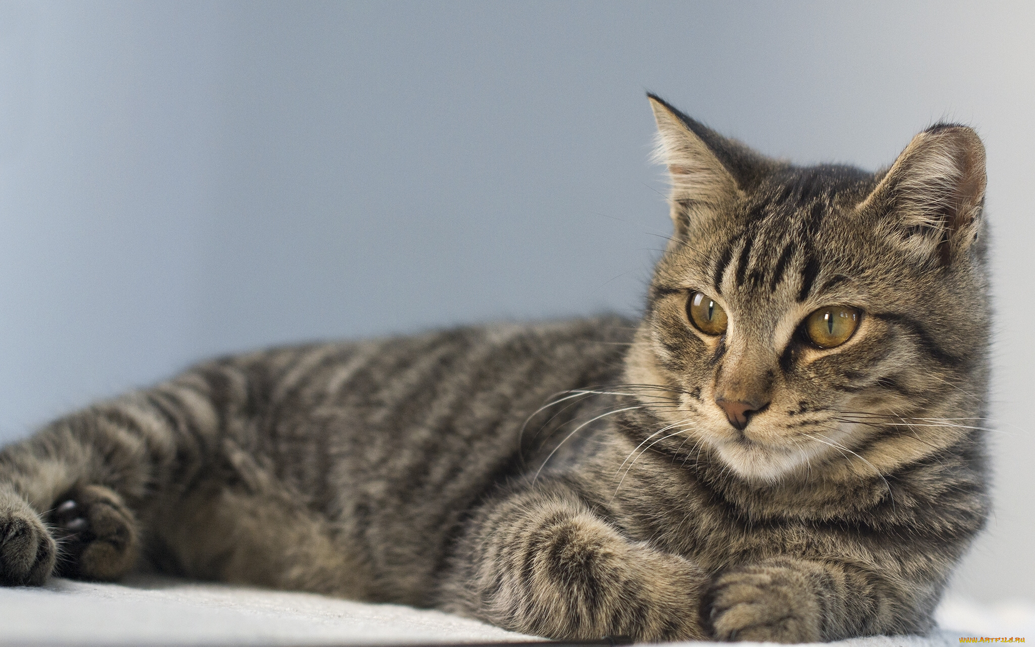 животные, коты, кот, кошка, взгляд, портрет