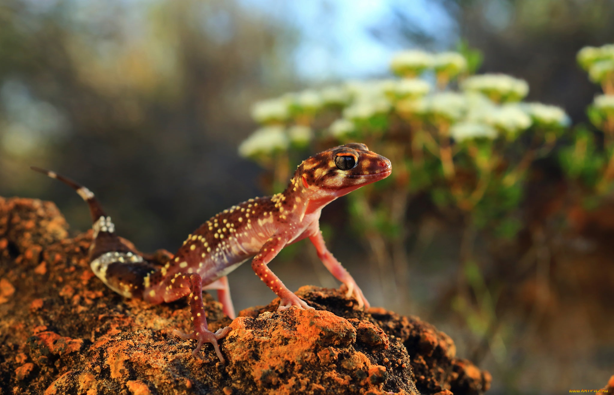 животные, Ящерицы, , игуаны, , вараны, хладнокровное