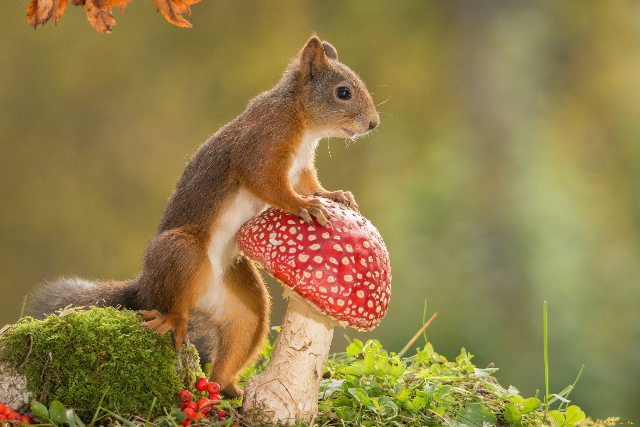 животные, белки, гриб, природа, белка, грызун, животное, мухомор